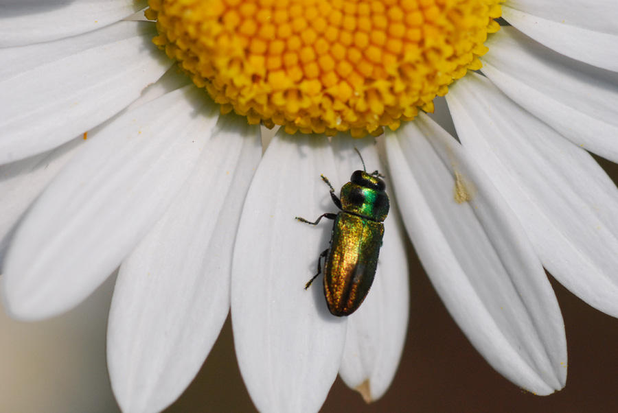 coleottero micro da identificare(e foto in apnea)